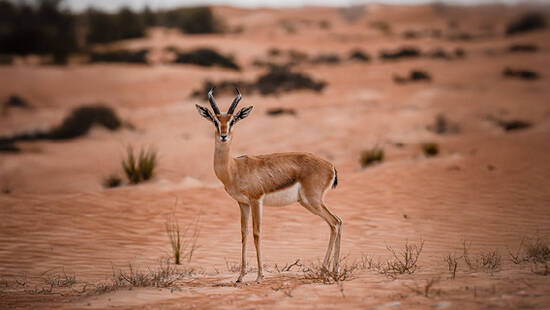 A deer in the desert