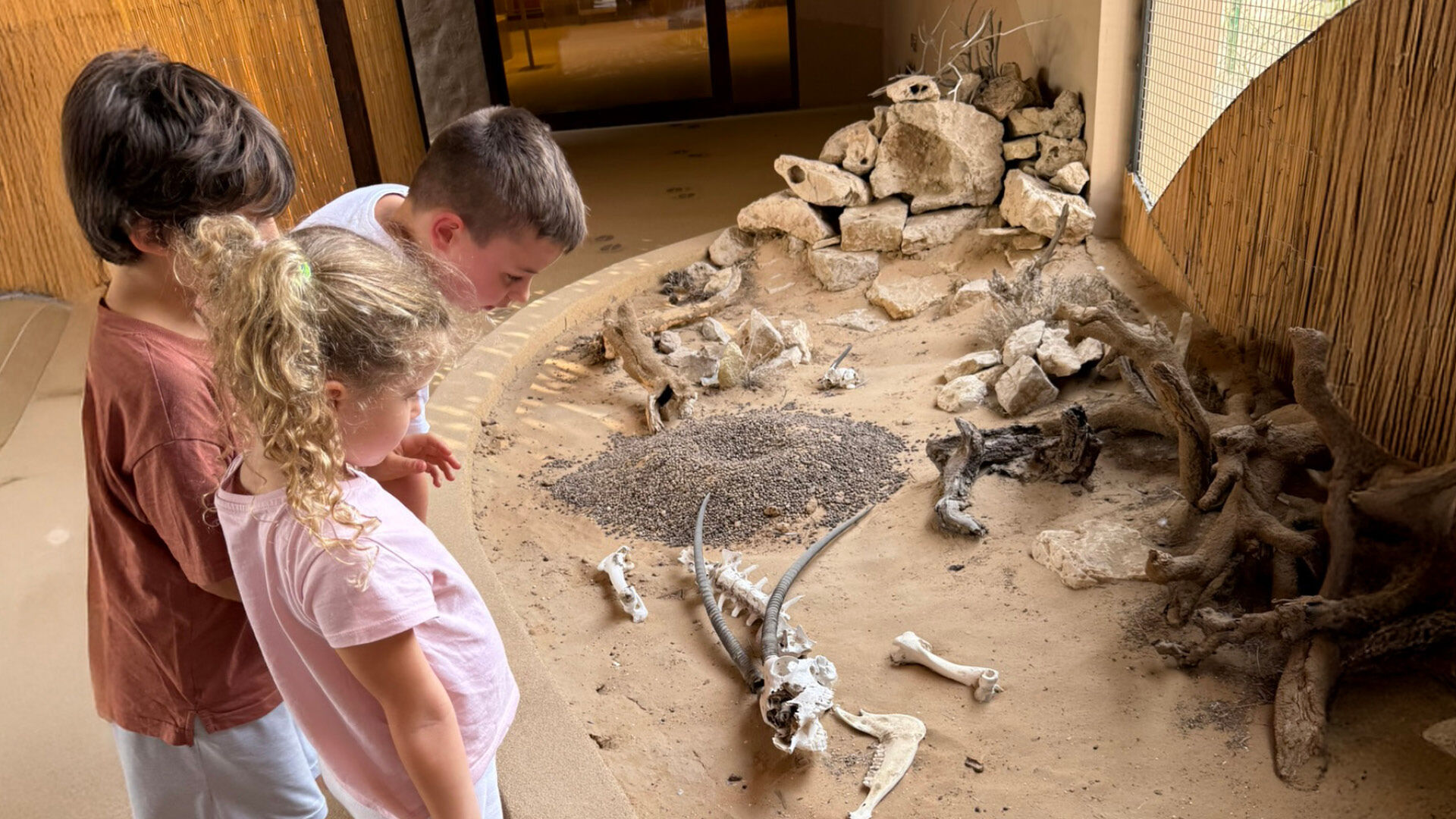 Morning Wildlife Safari