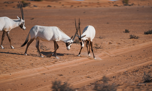 Dubai Desert Conservation Reserve Wildlife Tour