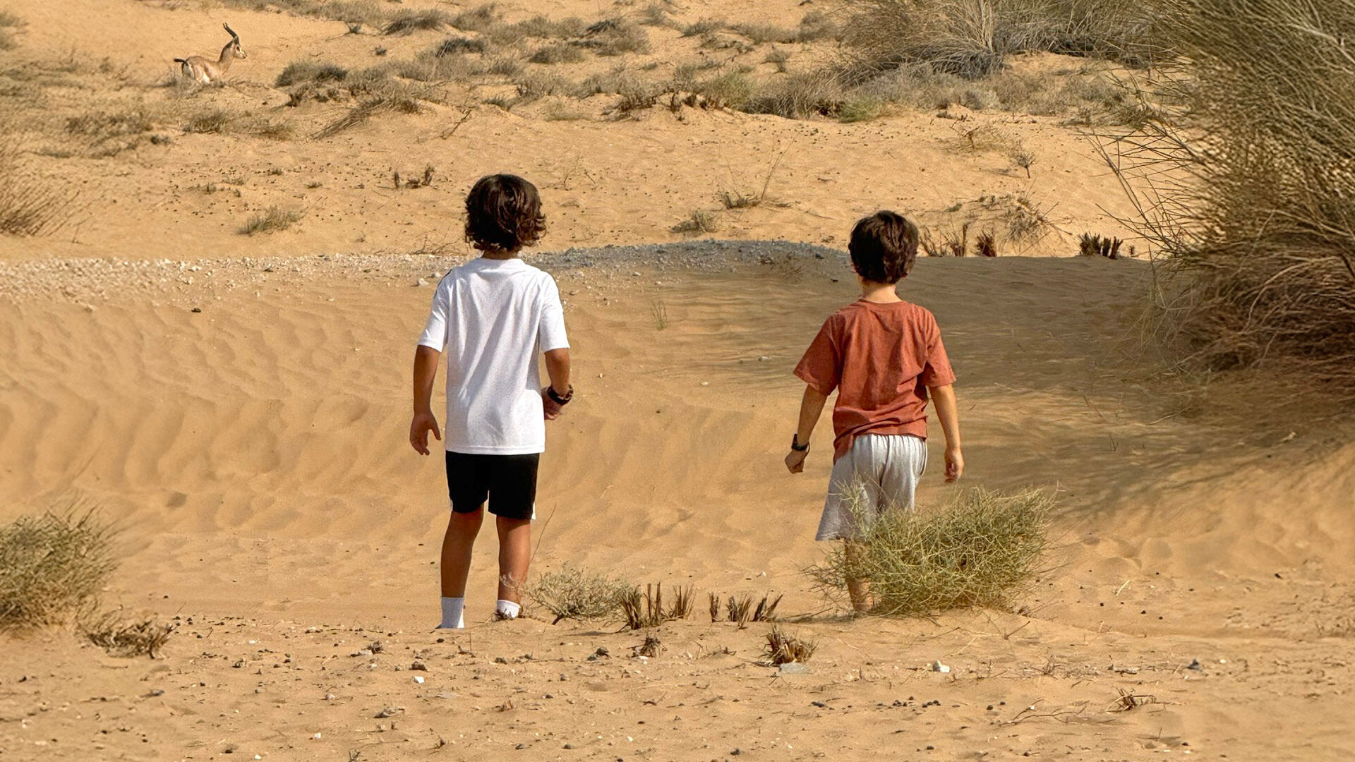 Morning Wildlife Safari, , hi-res