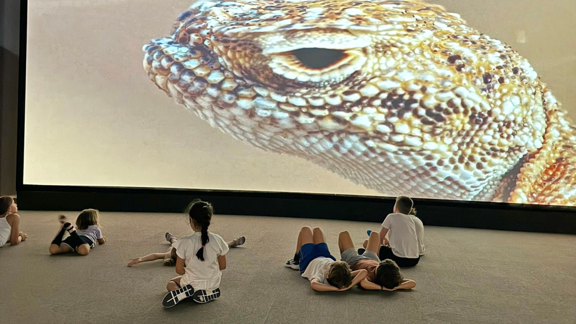 Morning Wildlife Safari, , hi-res