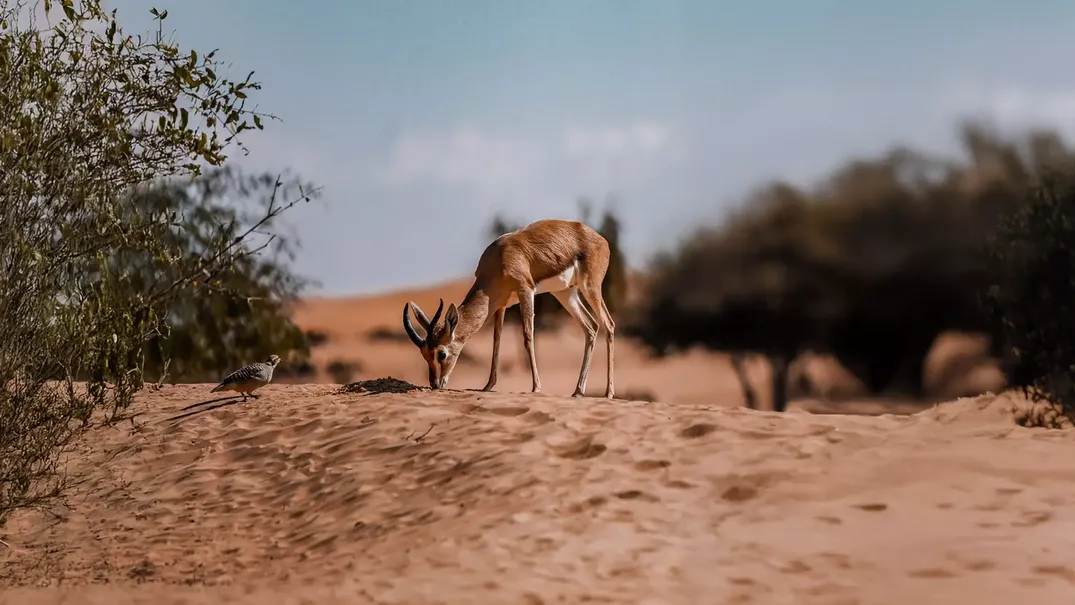 Morning Desert Adventure, , large