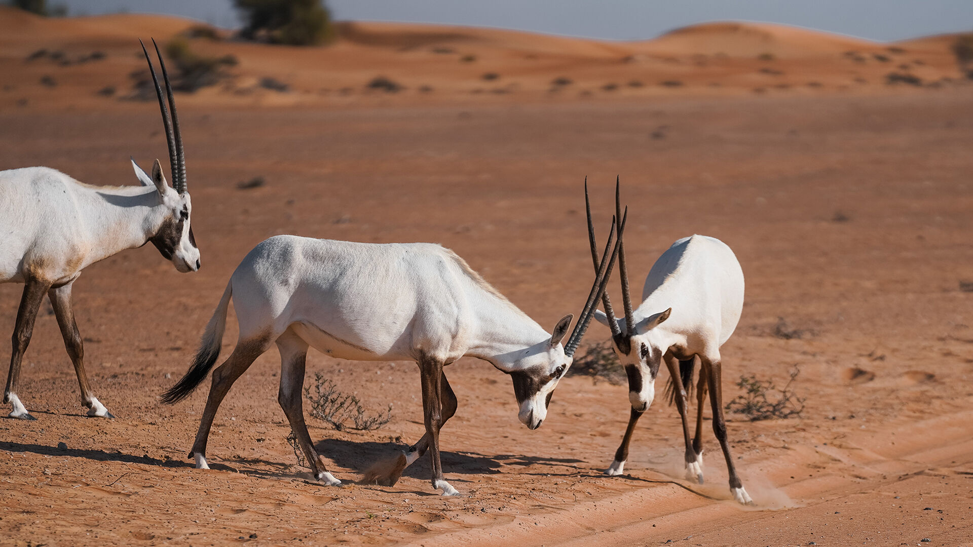 Camel Ride, , hi-res