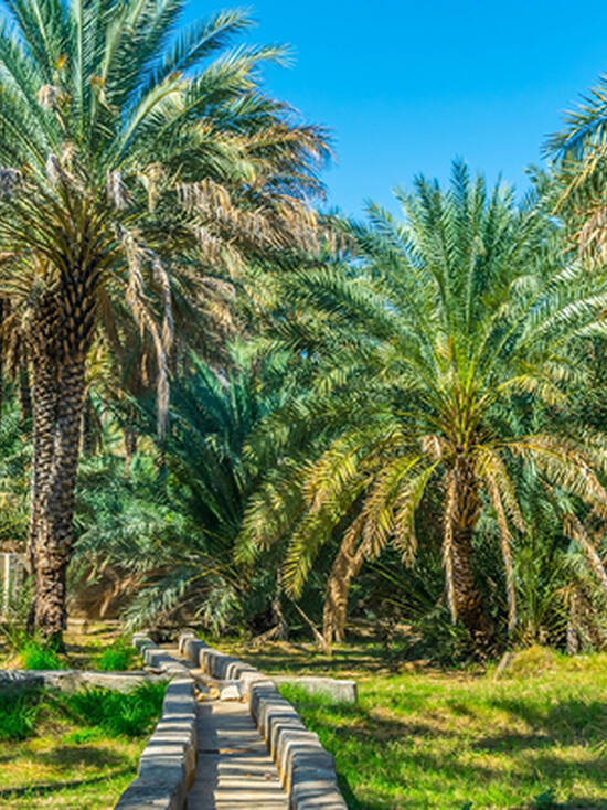 Private Al Ain City Tour