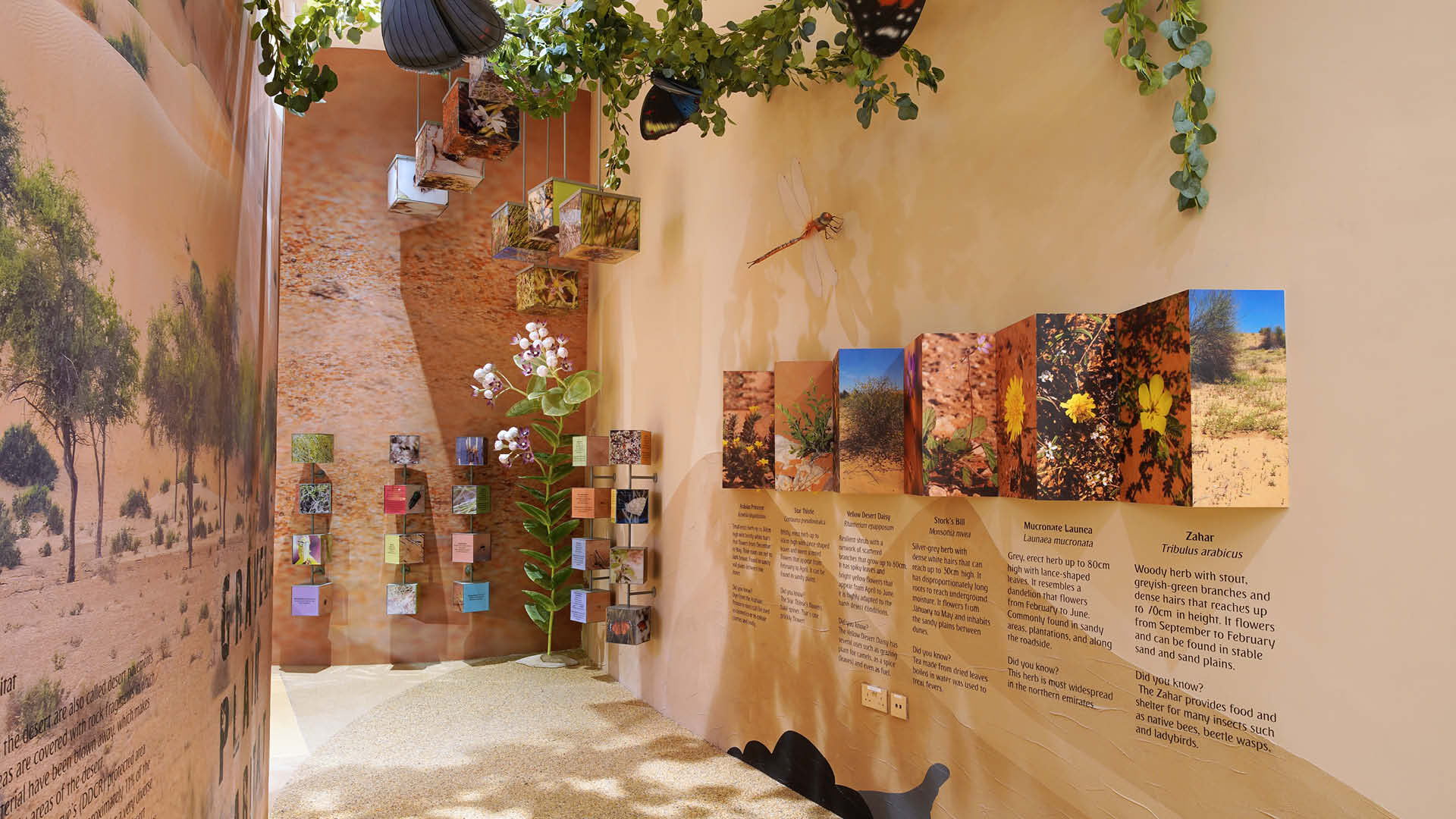A hallway at the Dubai Desert Conservation Reserve with information about the plants in the Dubai desert ecosystem