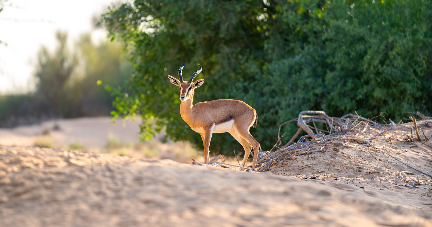 Exclusive Desert Experience with Dune Buggies Combo (1-2pax) / AATD17513, , large