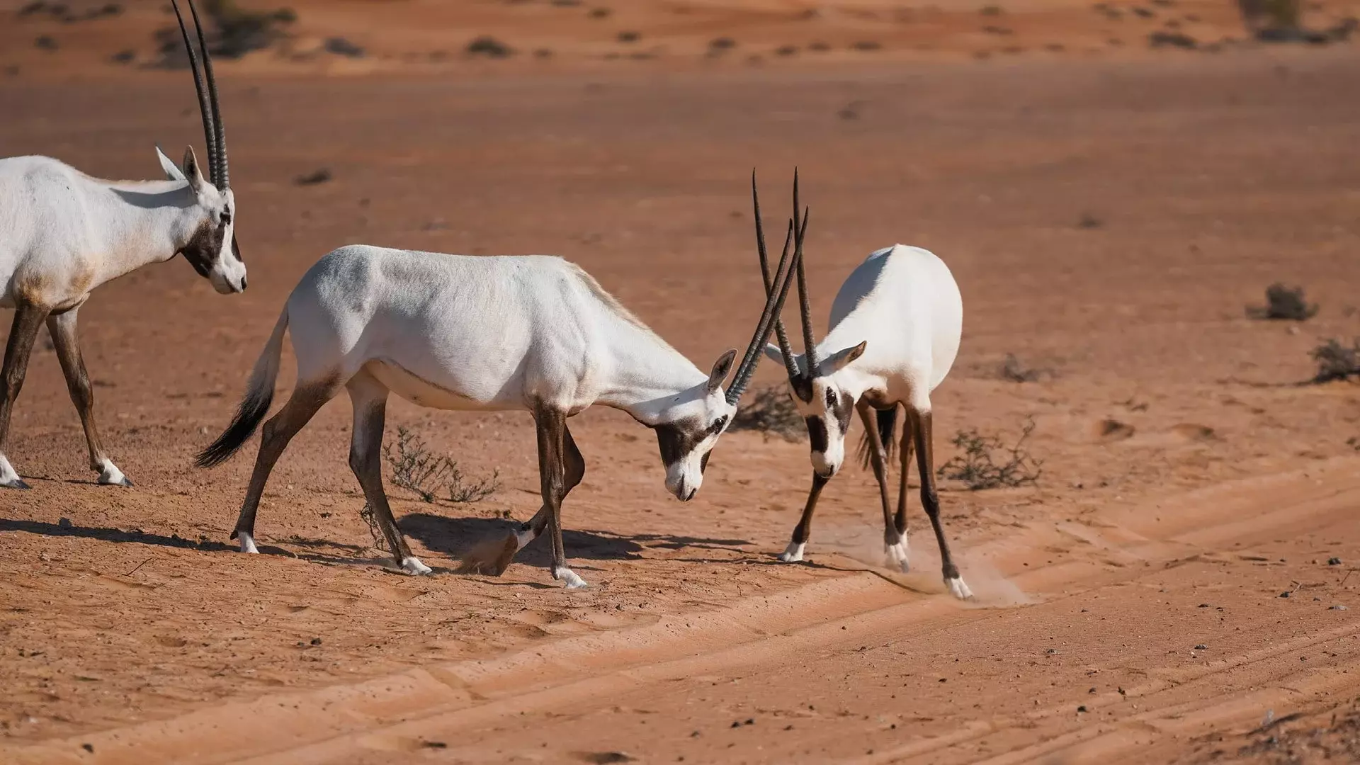 Evening Desert Safari in Dubai, , large
