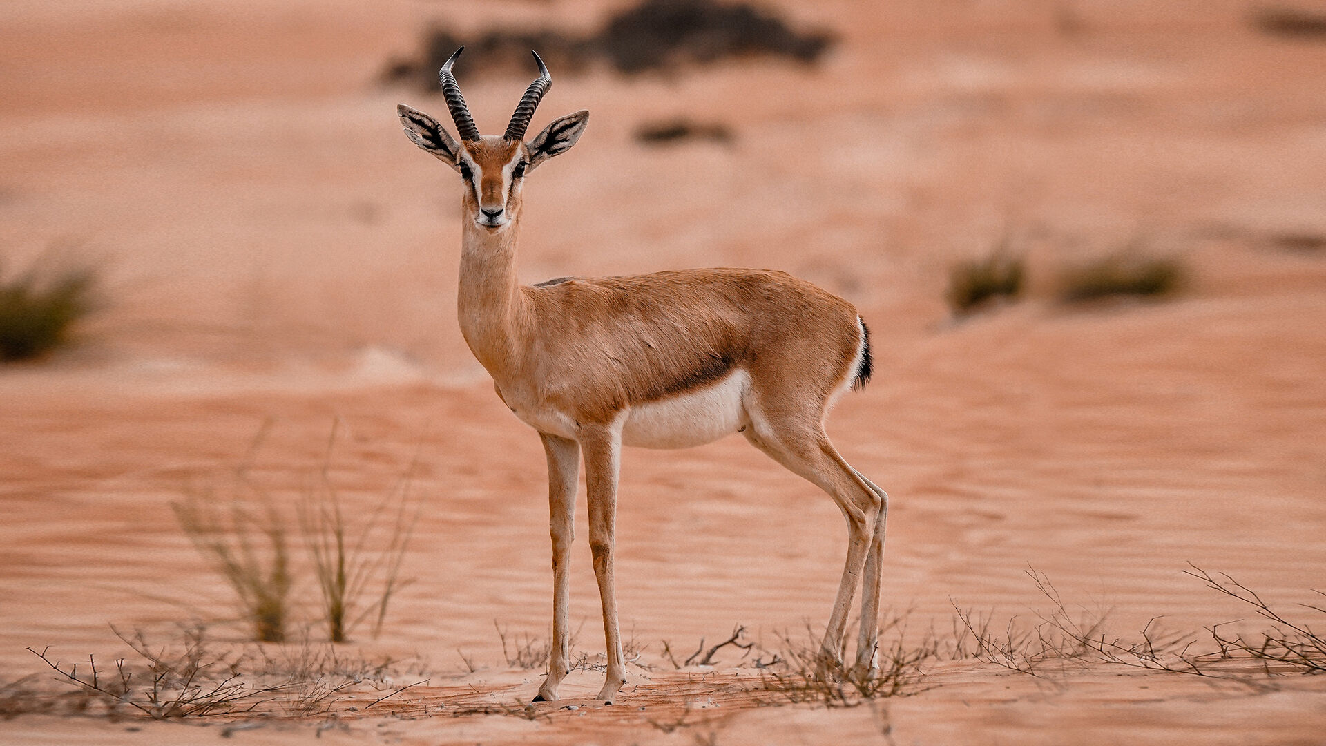 Camel Ride, , hi-res