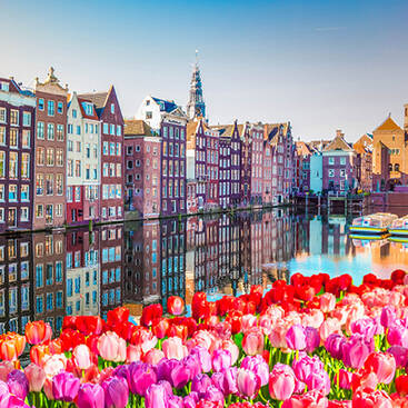 Colourful Tulips by the river and colourful Amsterdam buildings