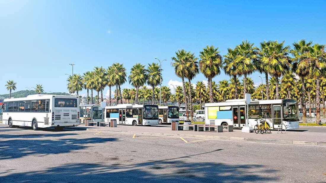 White public buses parked at bus stop in a tropical country with coconut trees