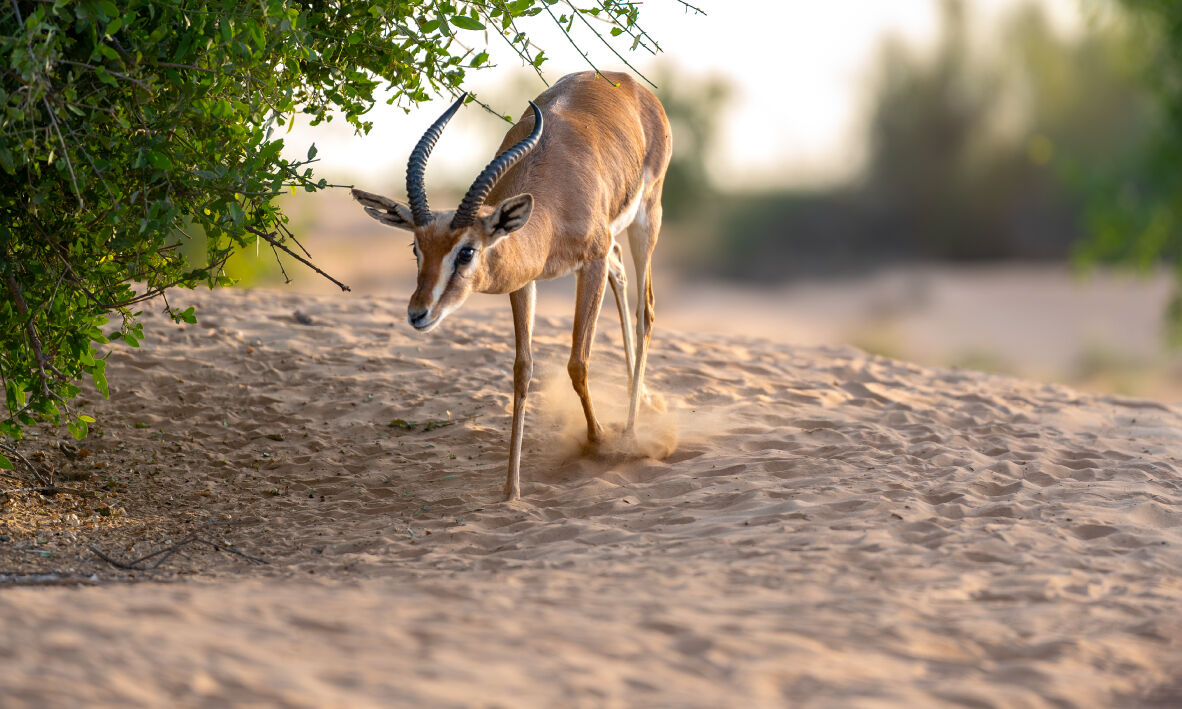 Exclusive Desert Experience, , hi-res