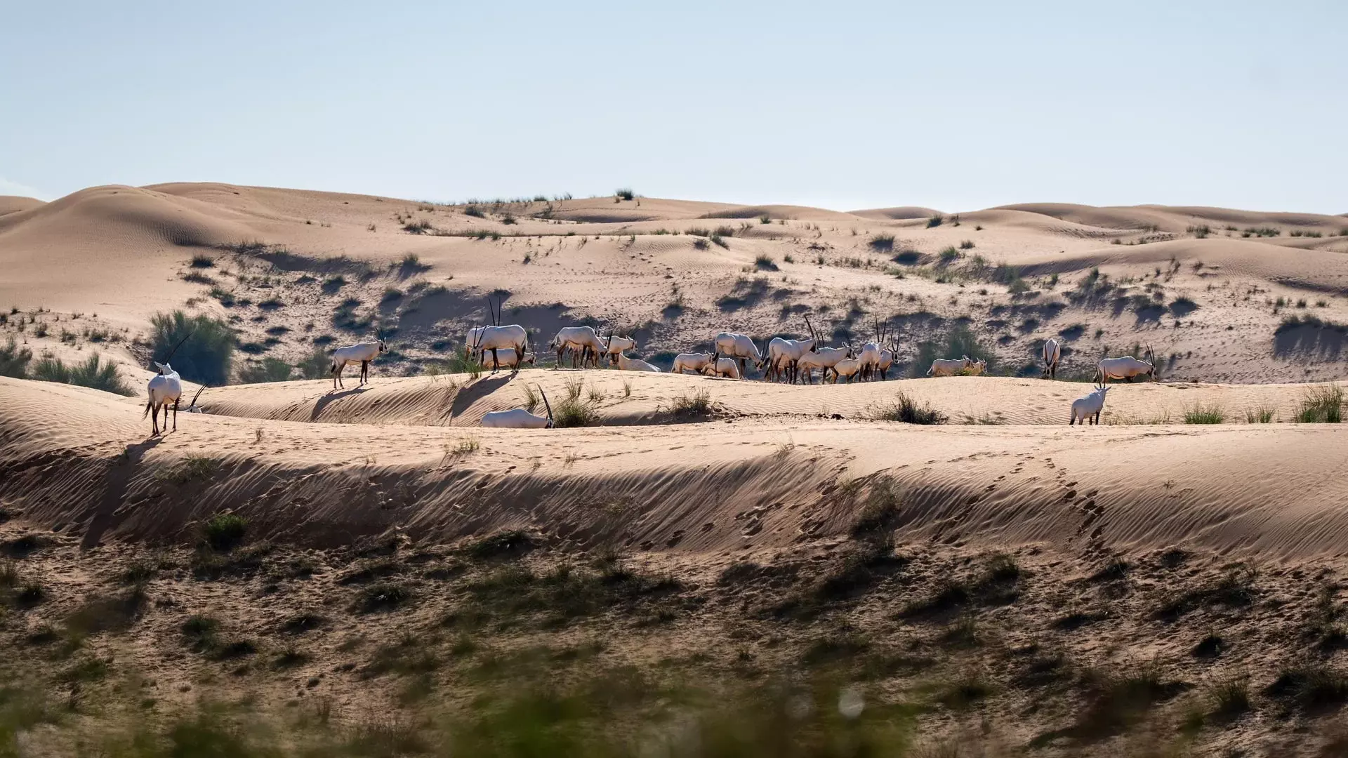 Nomad Garden: A premium desert & dining experience by Arabian Adventures, , large