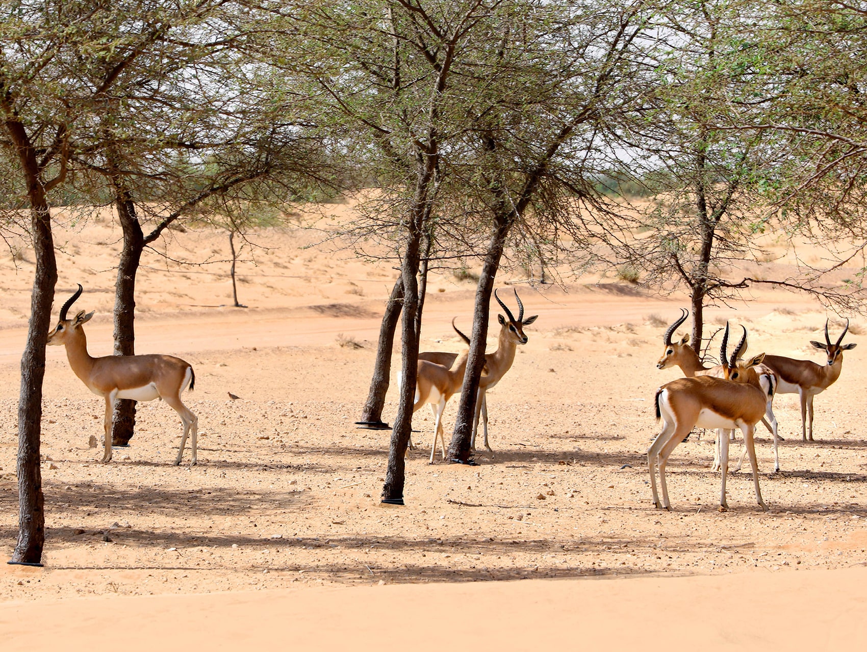 Gazelles are one of the many species that call the DDCR home Gazelles are one of the many species that call the DDCR home