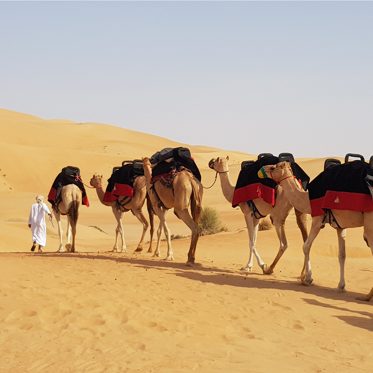 camel safari abu dhabi